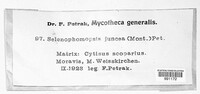 Selenophoma juncea image